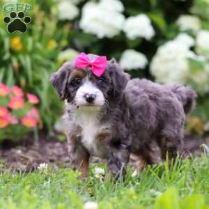 Princess, Mini Bernedoodle Puppy
